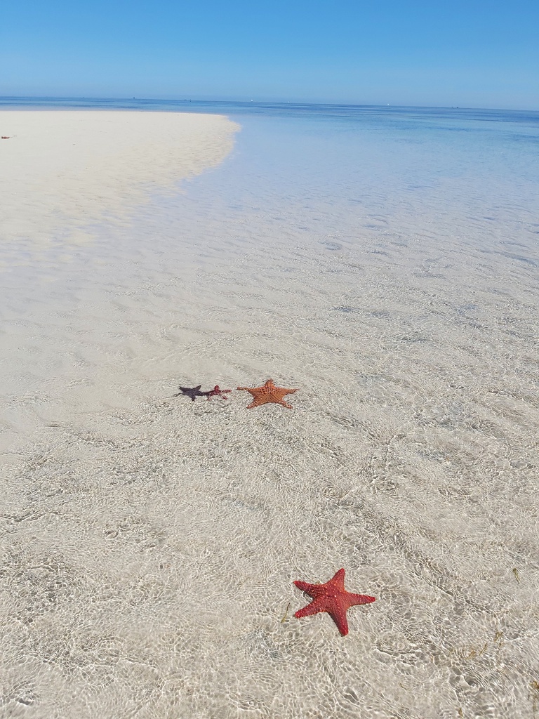 Le Grand Récif de Tuléar