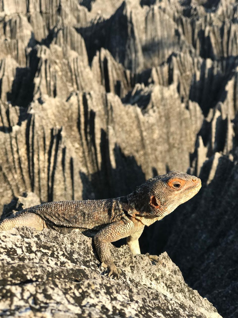 Le parc national Bemaraha