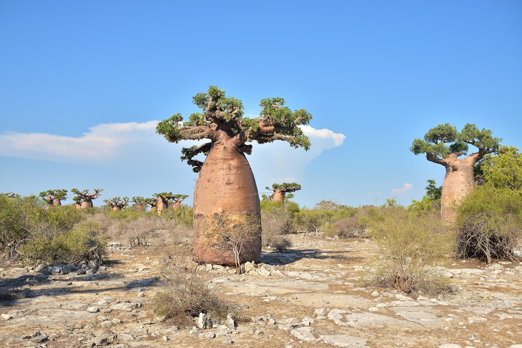 Baobabs