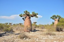 Baobabs
