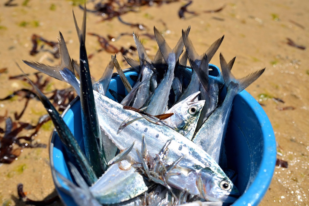 Pêche du jour