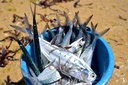 Pêche du jour