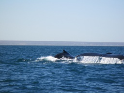 Whale Safari: An Exceptional Encounter at Sea